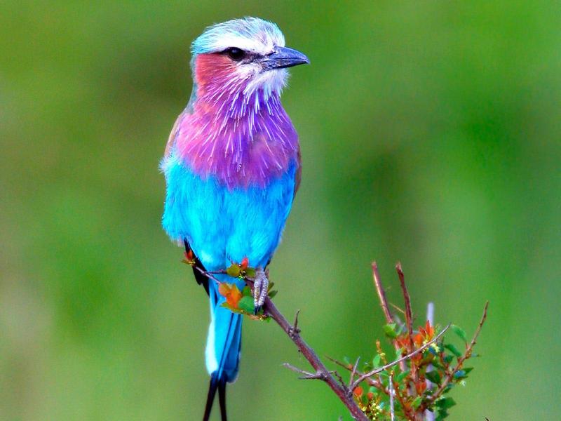 Lilac Breasted Roller Africa.jpg