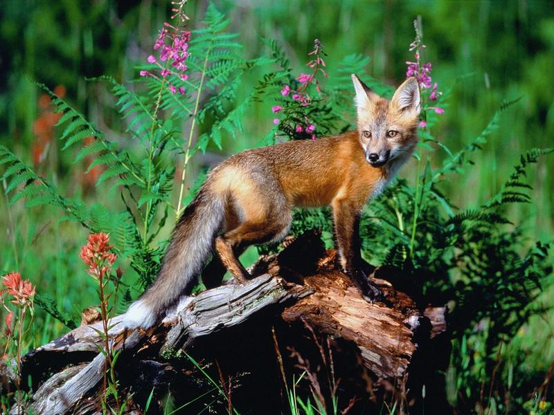 Red Fox.jpg