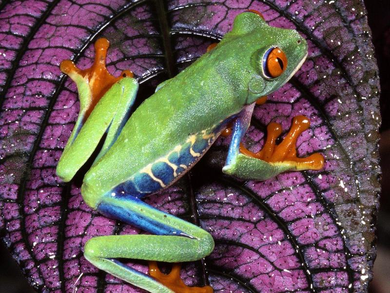 Red-Eyed Tree Frog Central America.jpg