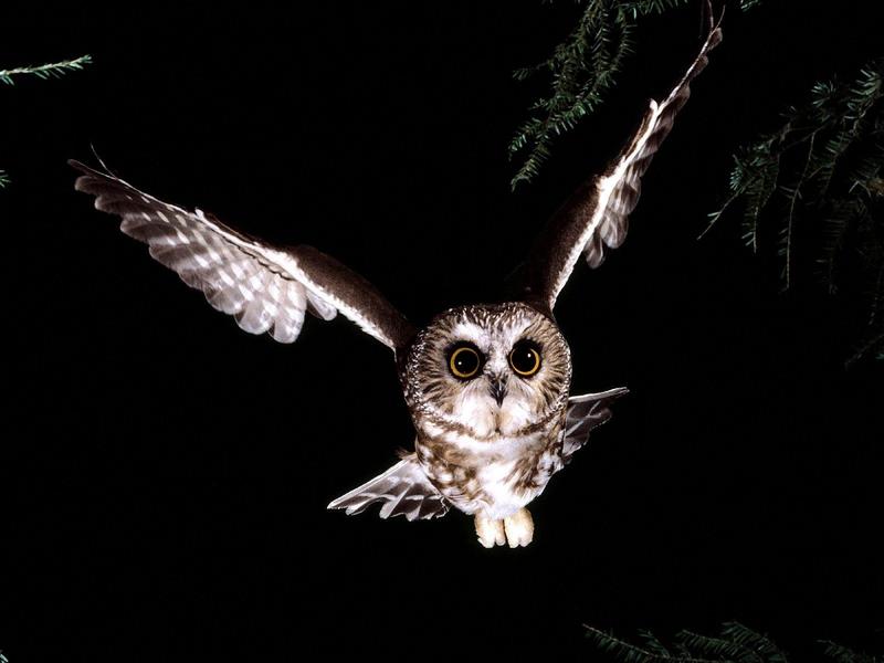 Saw-Whet Owl.jpg