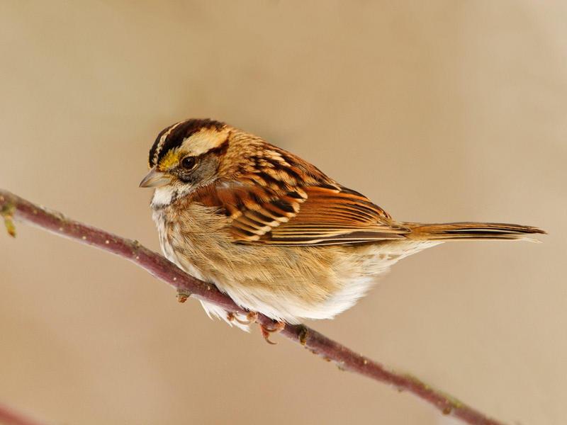 White-Throated Sparrow.jpg
