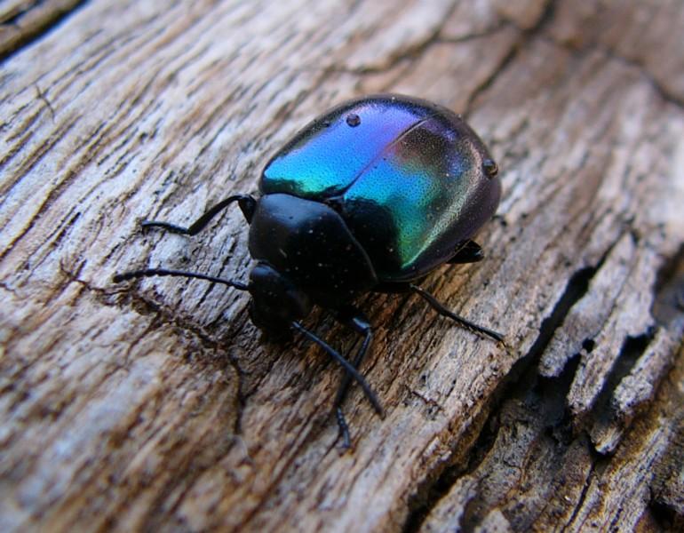 Alexander beetle1.jpg