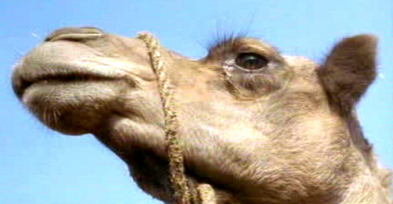 cap037.jpg
