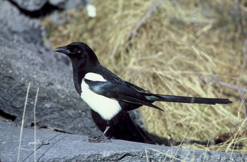Black-billed magpie.jpg