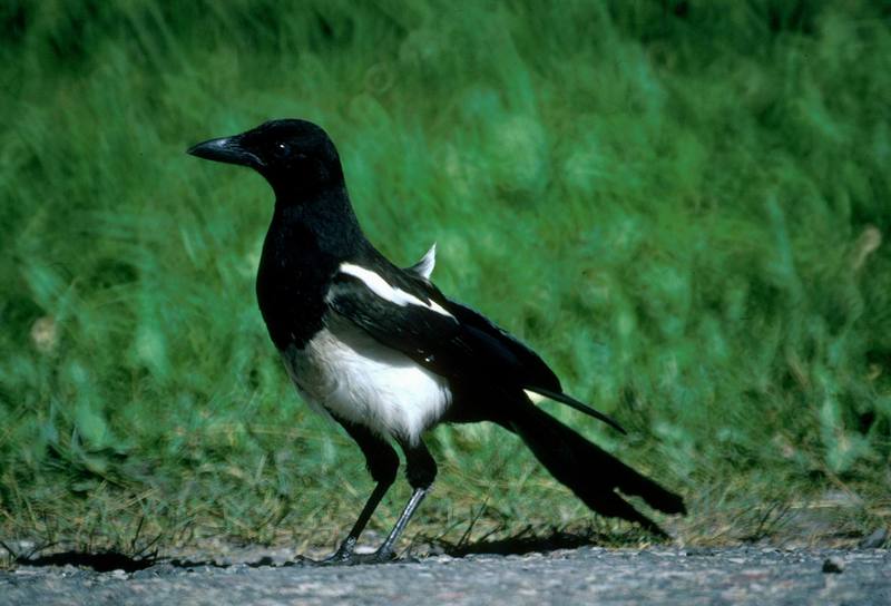 Black-billed magpie.jpg