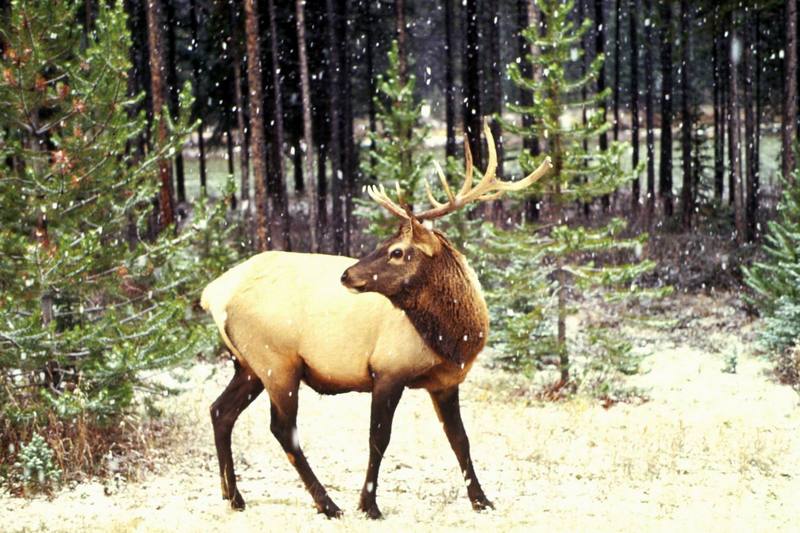 Bull Elk.jpg