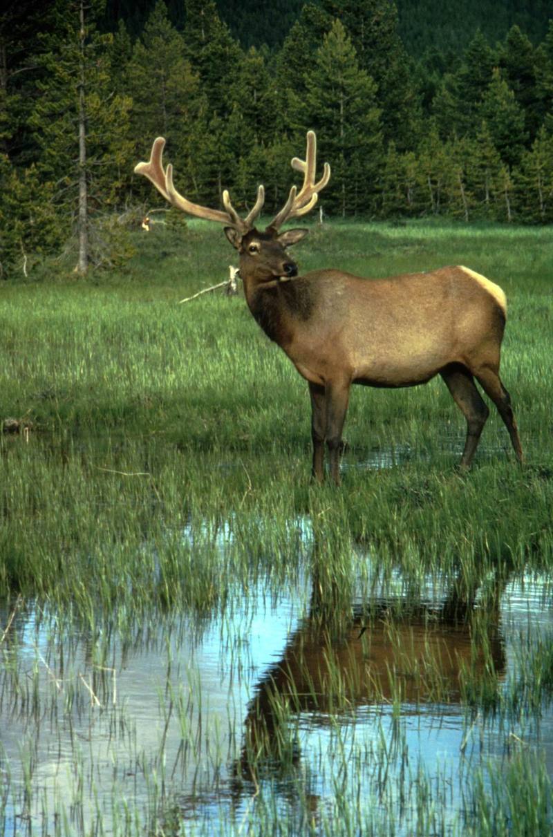 Elk in Velvet.jpg