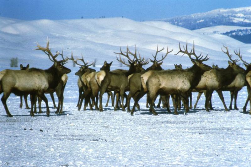 Elk, National Elk Refuge.jpg