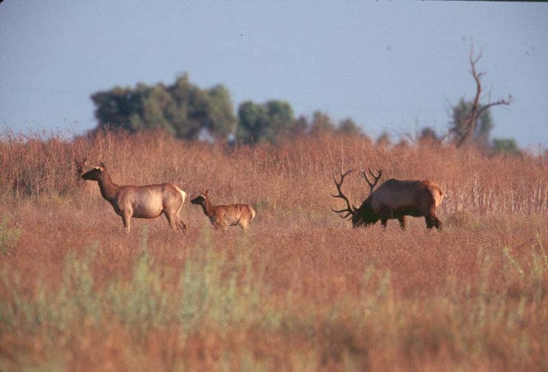 Tule Elk bull , cow and calf.jpg