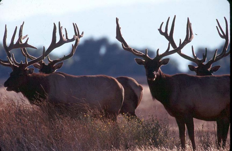 Tule Elk Bulls.jpg