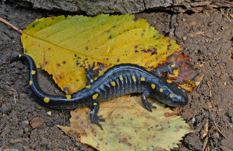 Spotted Salamander (Ambystoma maculatum)519.JPG