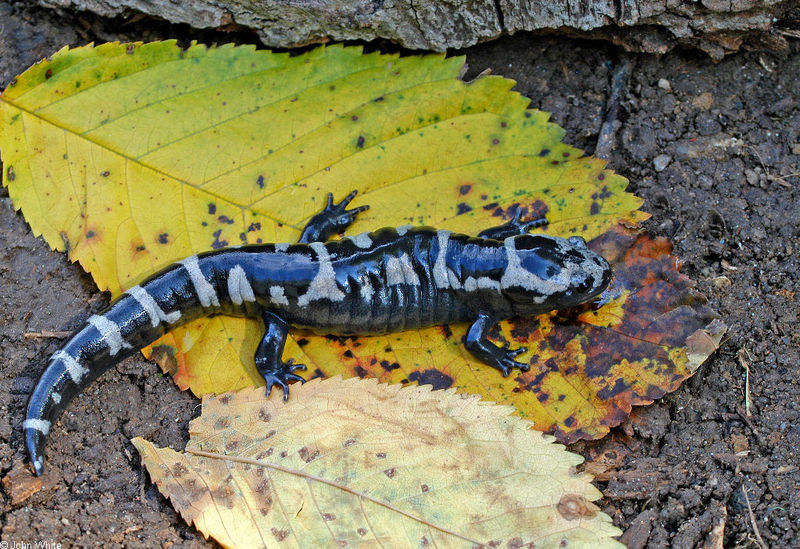 Marbled Salamander (Ambystoma opacum)402.JPG