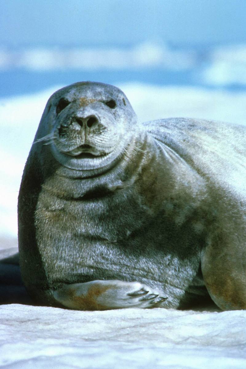 Bearded Seal.jpg
