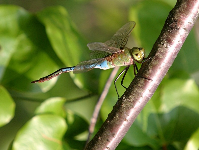 Dragon fly 9 1 - 04 IMG 2442.JPG