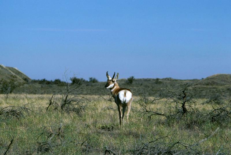 Pronghorn Antelope.jpg