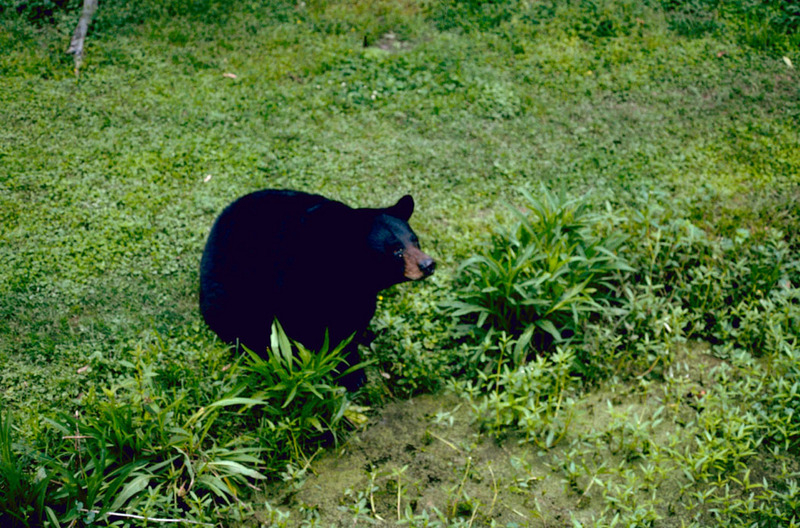Louisiana Black Bear.jpg