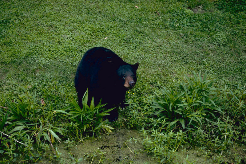 Louisiana Black Bear.jpg