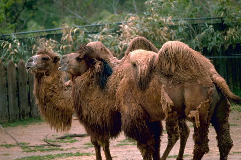 Bactrain Camels.jpg