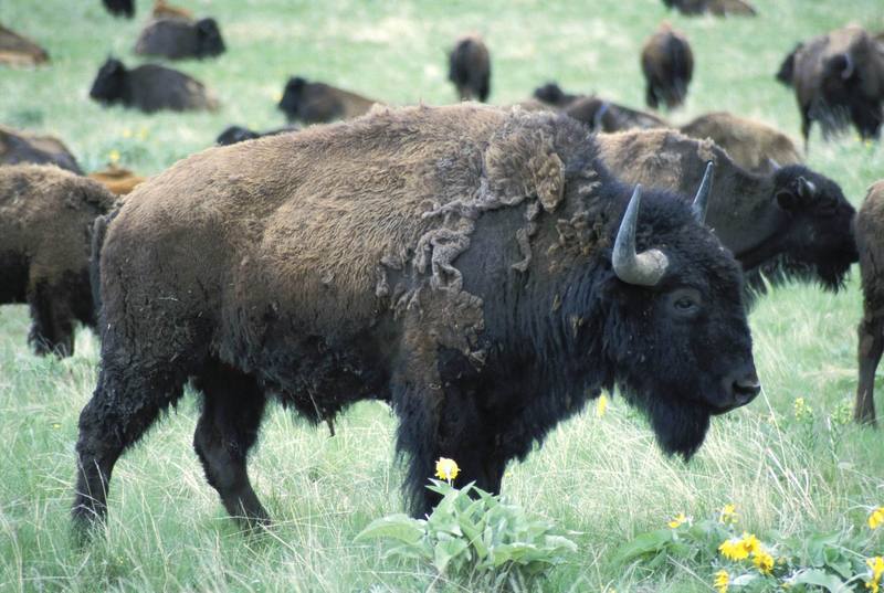 Bison Bull.jpg