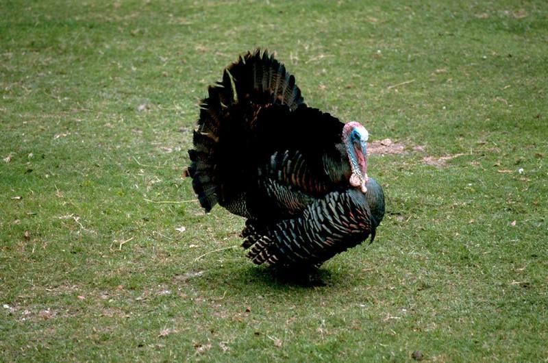 Eastern Wild Turkey.jpg