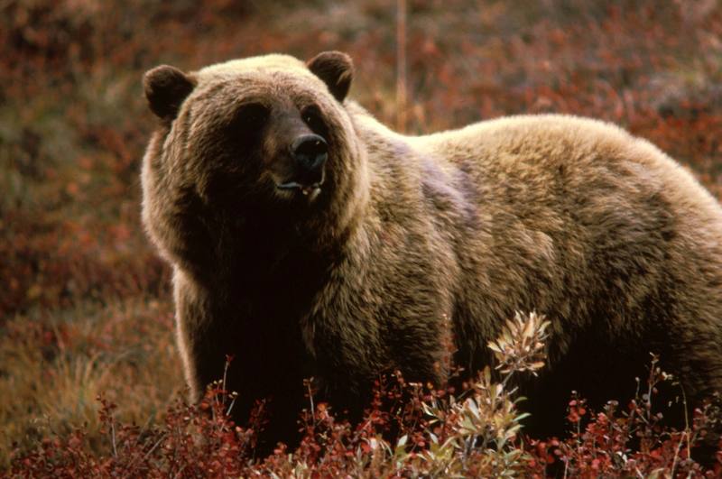Brown Bear.jpg
