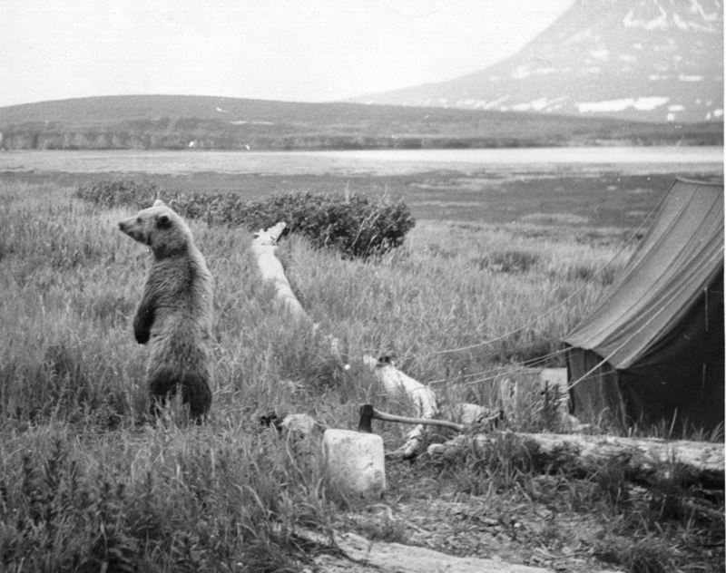 Bear in Camp.jpg