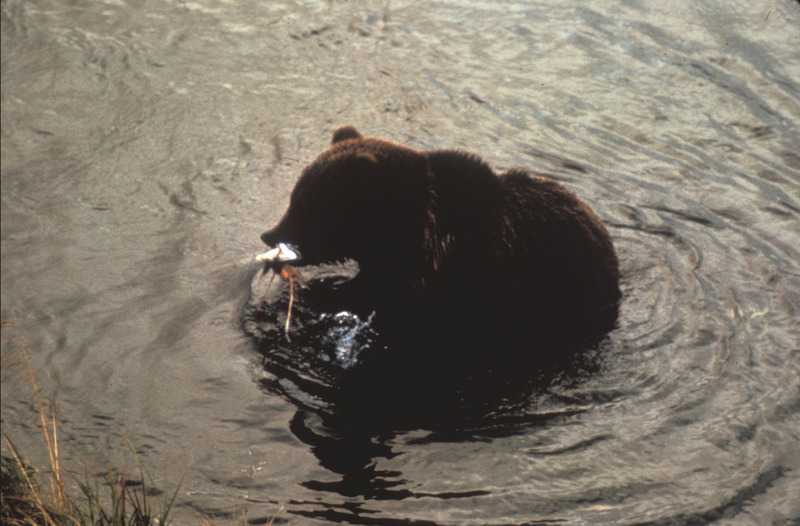 Brown Bear with Fish.jpg