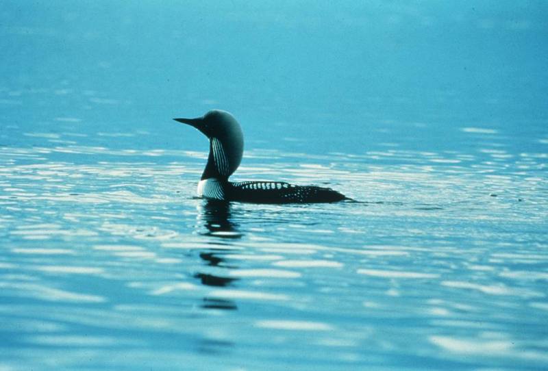 Common Loon on Water.jpg