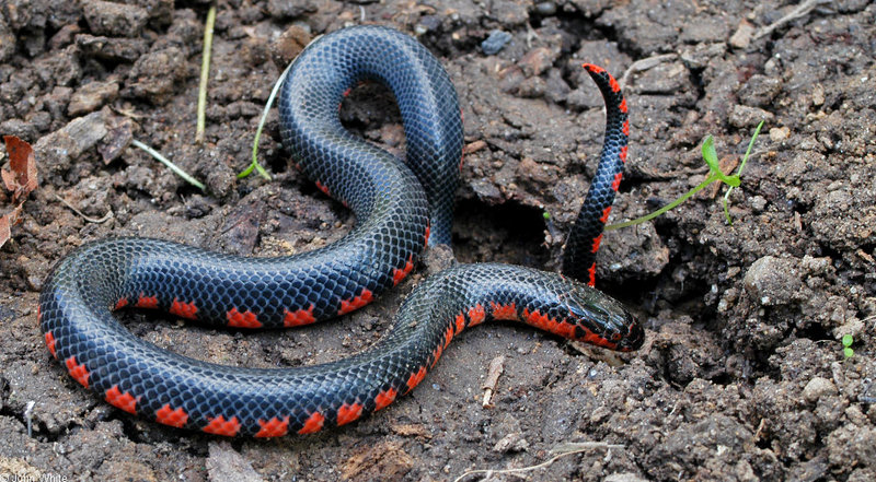Juvenile Mud Snake (Farancia abacura).jpg