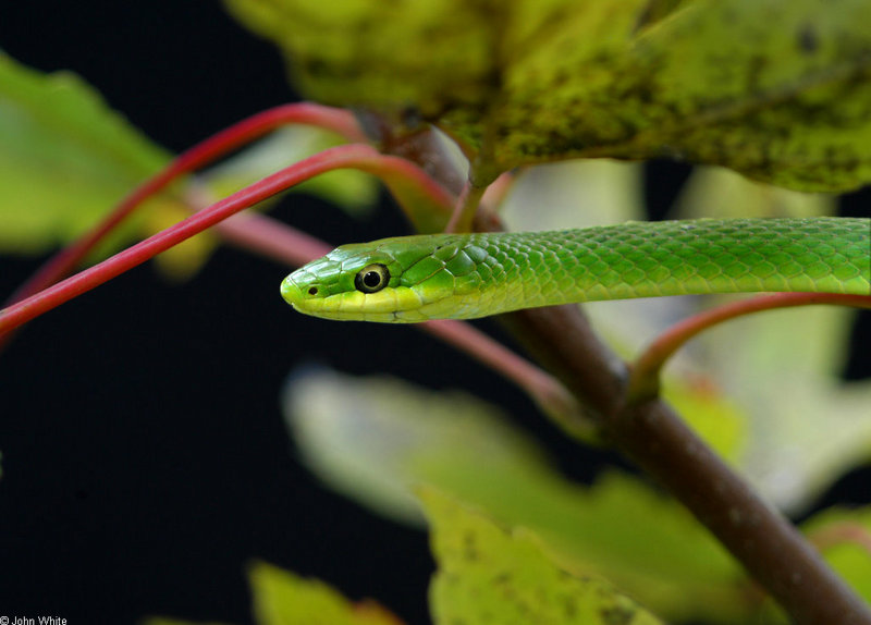 Rough Green Snake (Opheodrys aestivus aestivus) .jpg