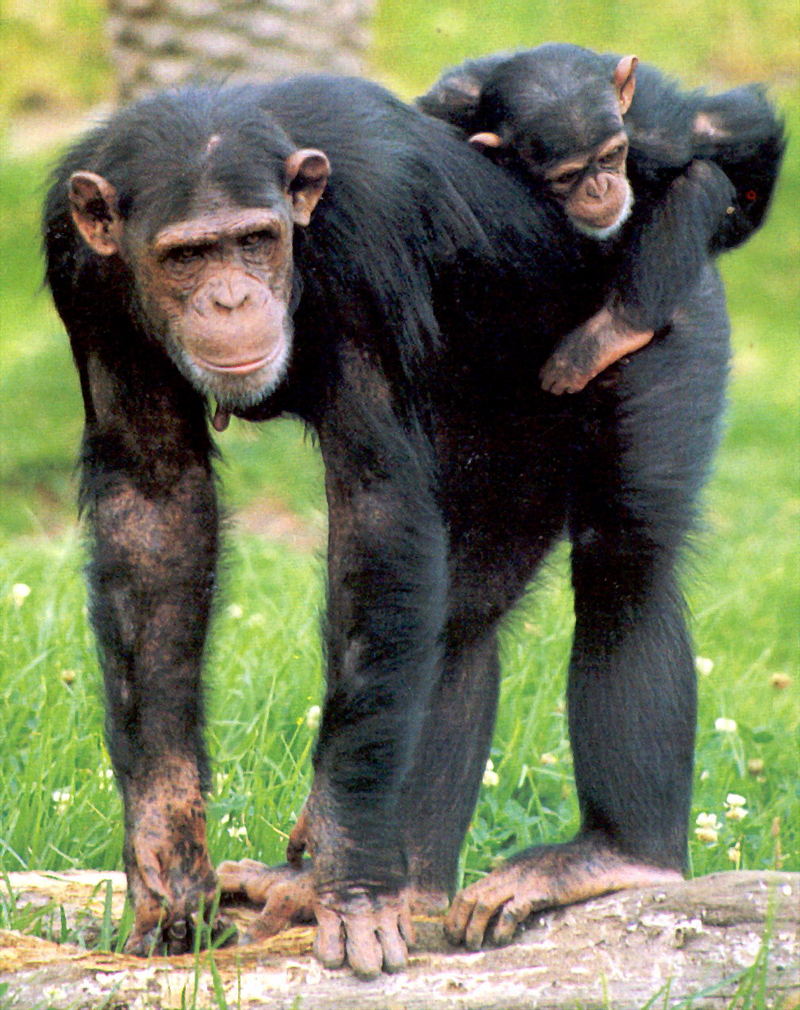 chimpanc??s.jpg