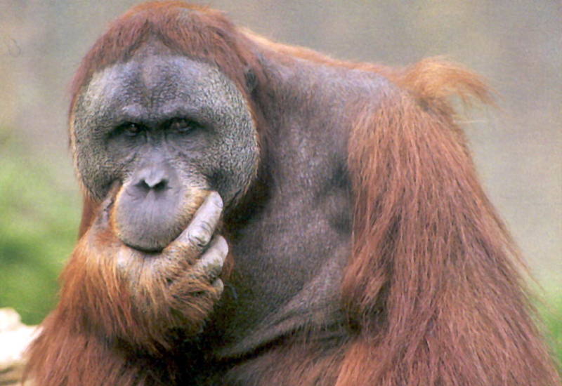 Orangut??n.jpg