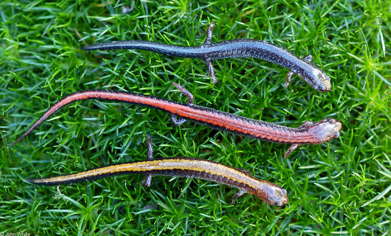Red-backed Salamanders (Plethodon cinereus)601.JPG