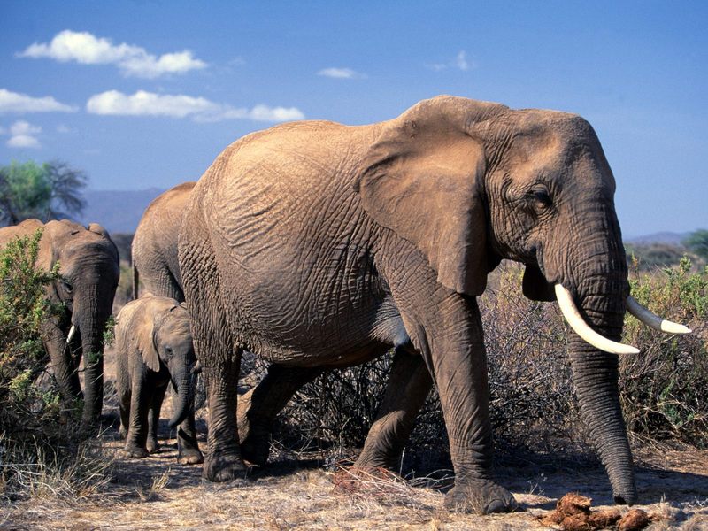 African Elephants Africa.jpg