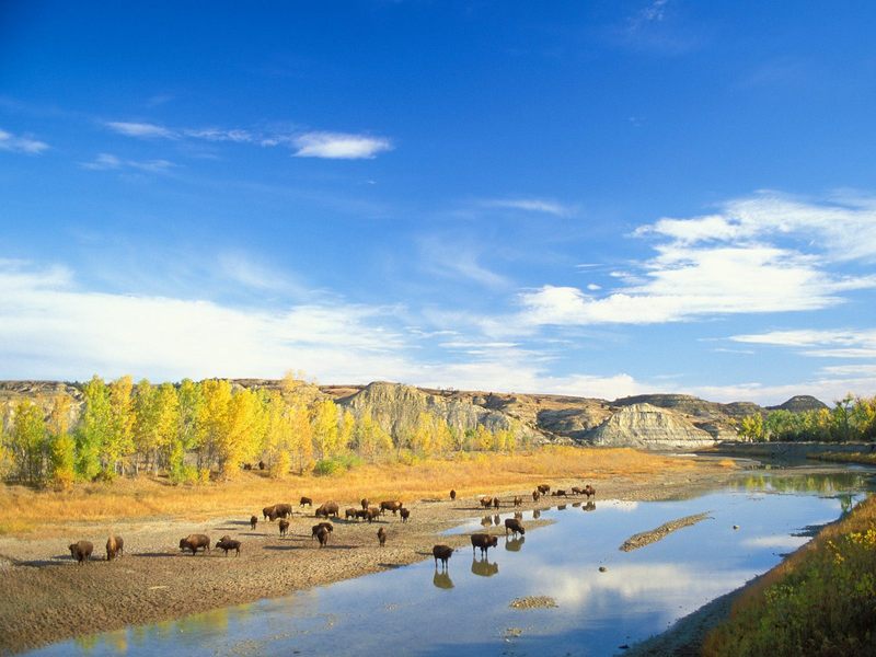 Bison Little Missouri River Theodore Roosevelt National Park North Dakota.jpg