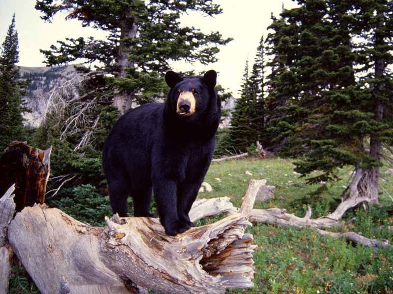 Black Bear on Stump Montana.jpg