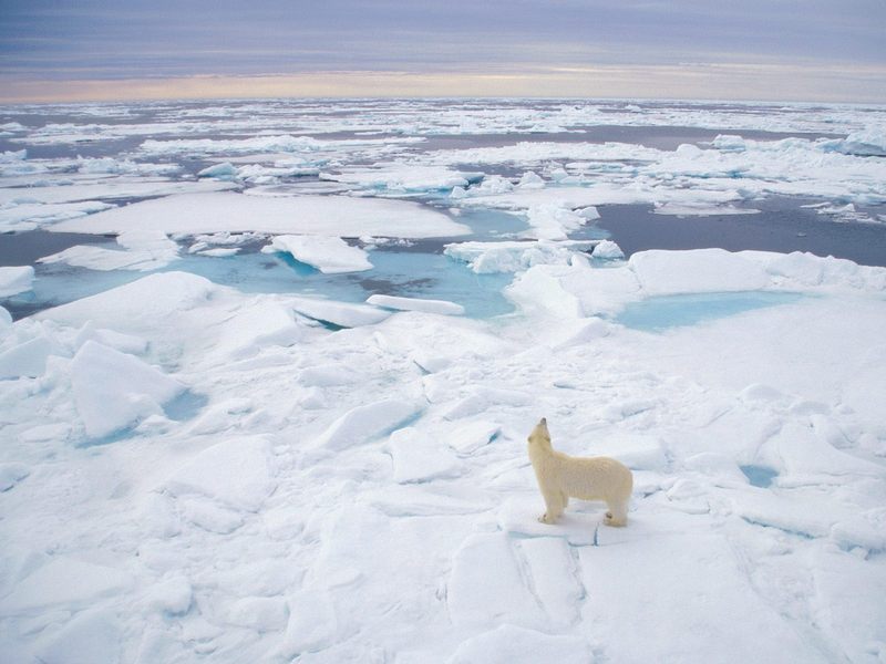Polar Bear Svalbard Norway.jpg