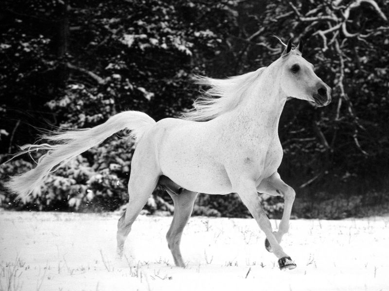 White Stallion.jpg