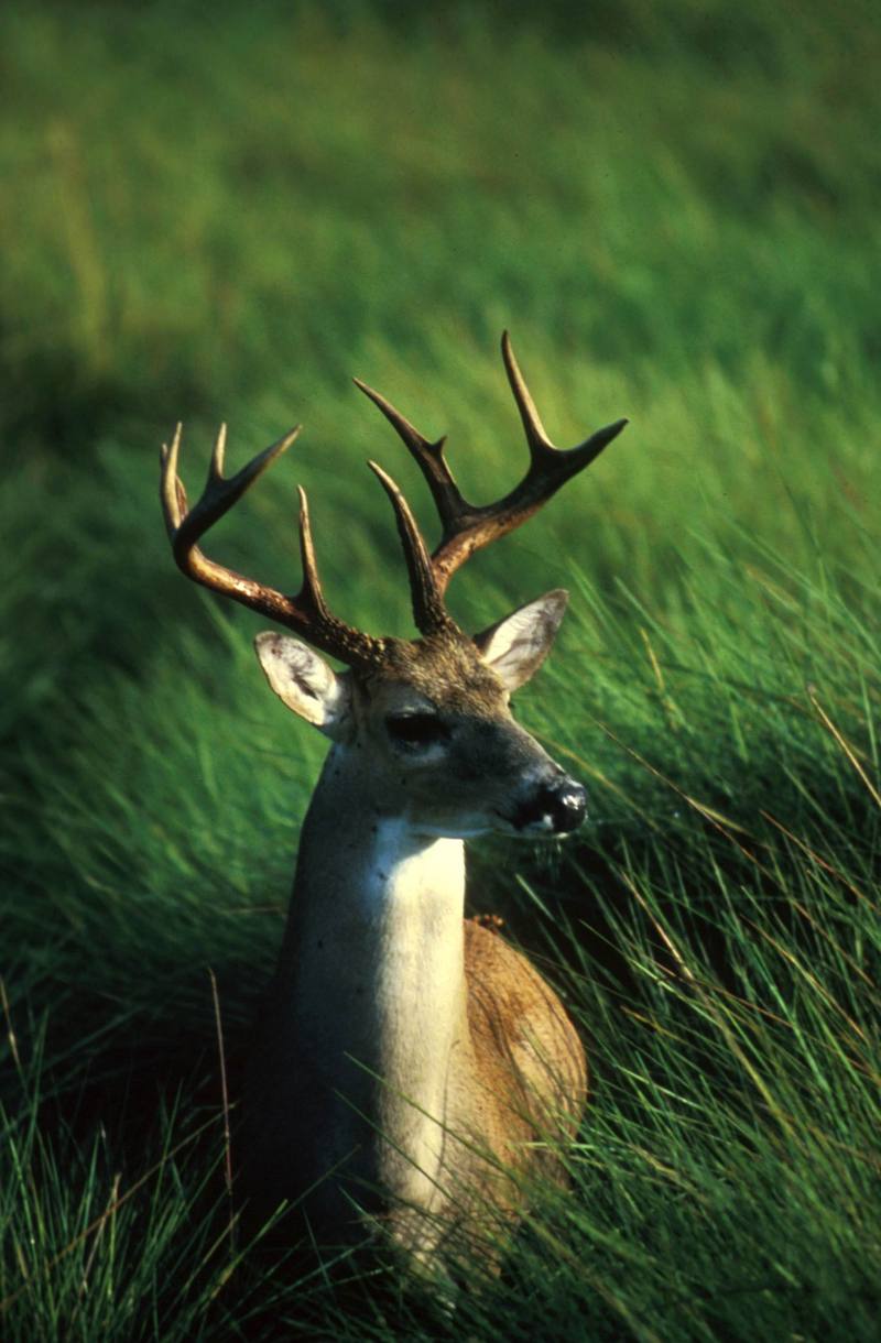 White-tailed Buck.jpg