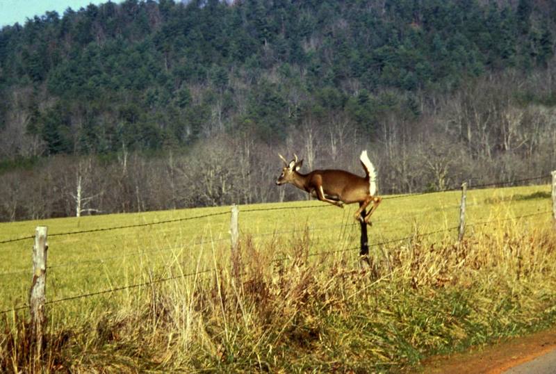 White-tailed Deer.jpg