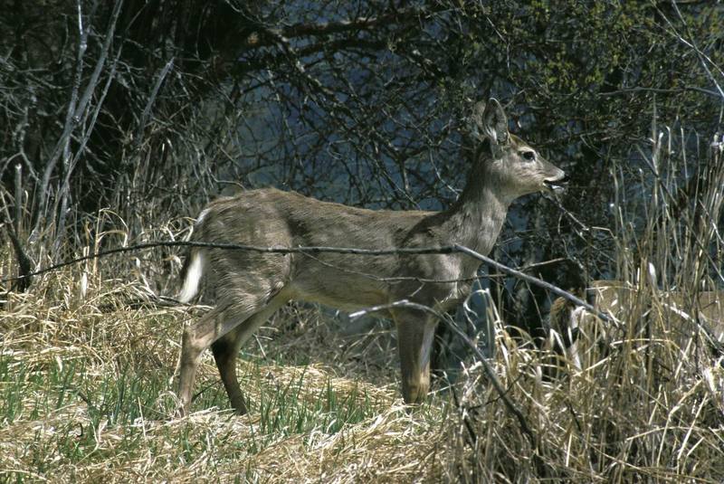 White-tailed Deer.jpg