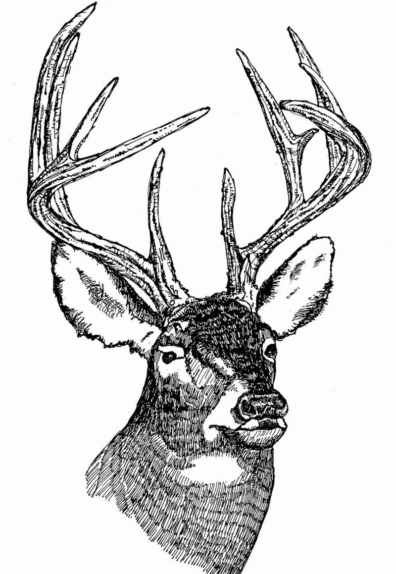 White-Tailed Deer (Head).jpg