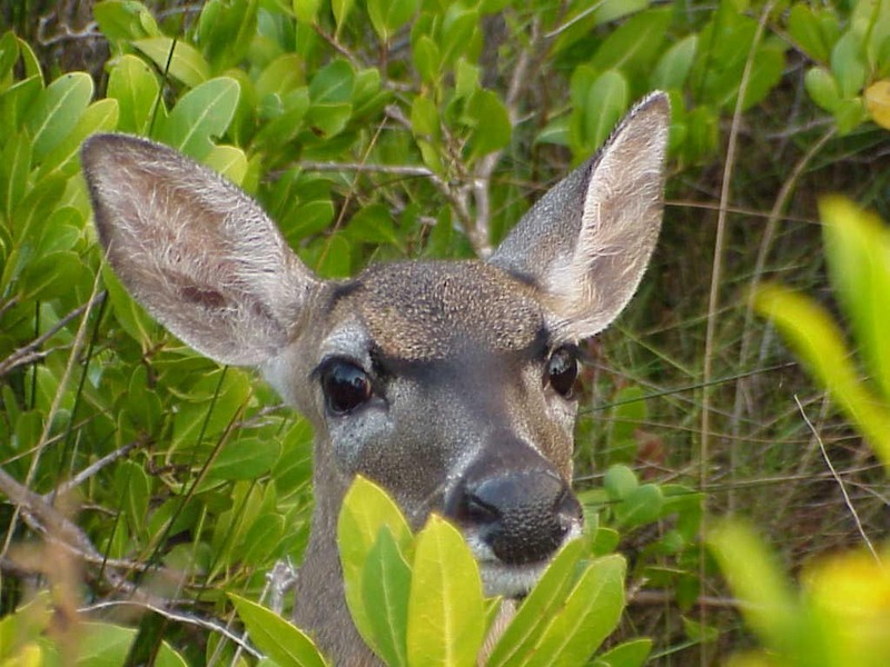 Key Deer in red mangroves.jpg