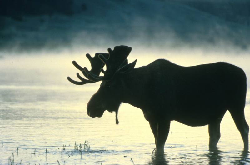 Bull Moose.jpg