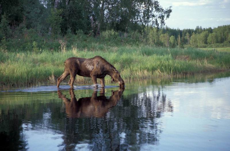 Moose Feeding in Lake.jpg