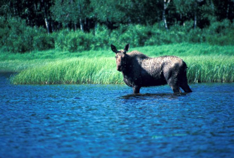 Moose Standing in Camp Lake.jpg