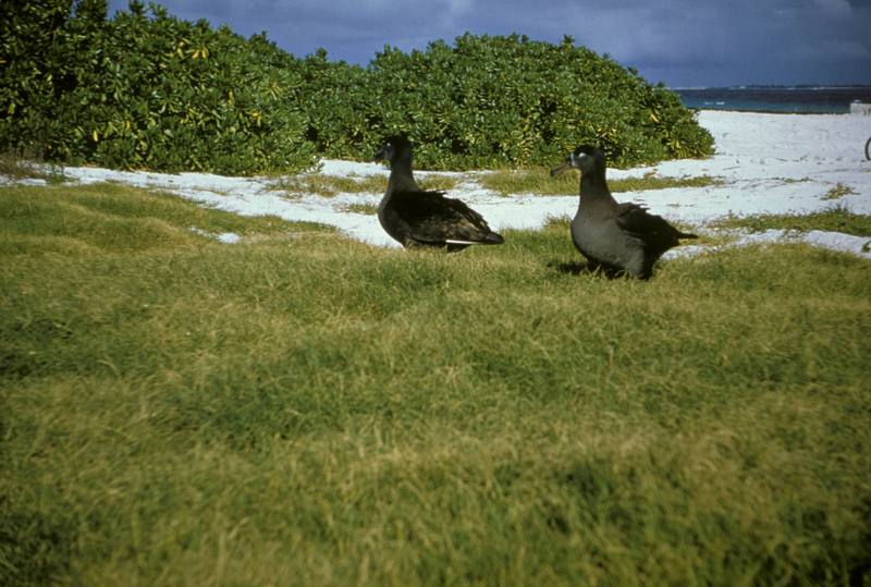 Black-footed Albatross Pair.jpg