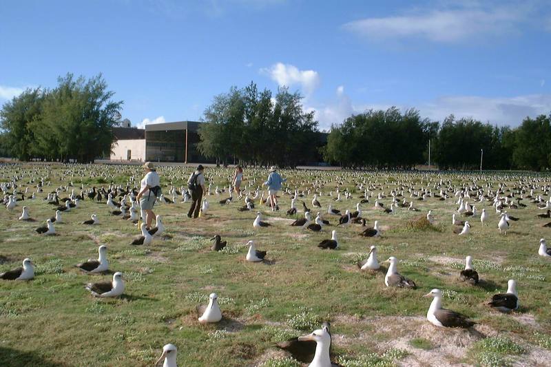 Endangered Laysan Albatross Count at Midway Atoll NWR.jpg