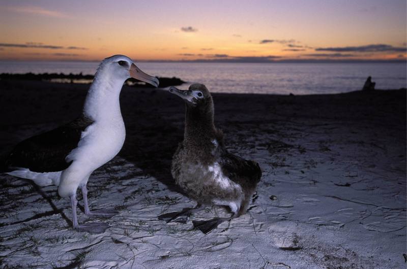 Laysan Albatross.jpg
