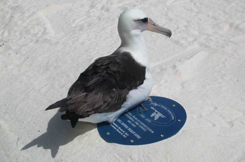 Laysan Albatross resting on the refuge time capsule.jpg